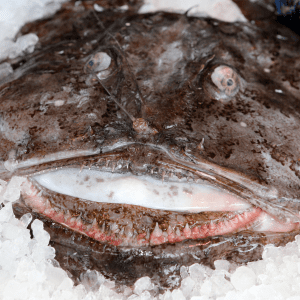 Monkfish